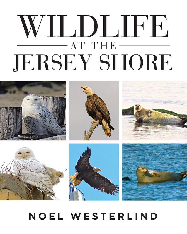 Wildlife at the Jersey Shore