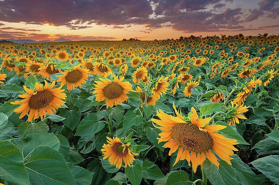 Sun Flowers