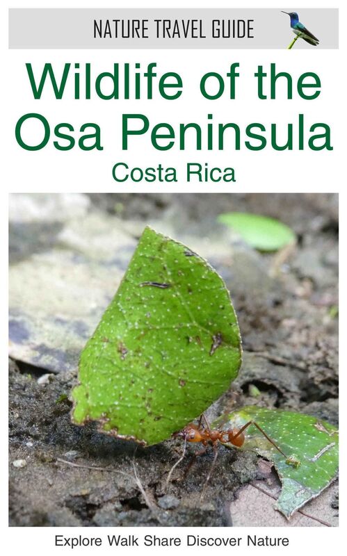 Wildlife of the Osa Peninsula, Costa Rica (Costa Rica)