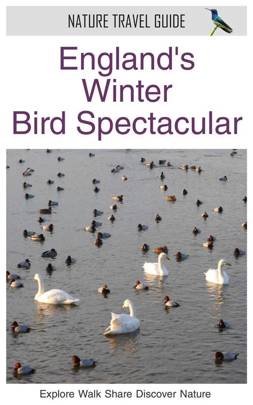 England's Winter Bird Spectacular (Nature Travel Guide)