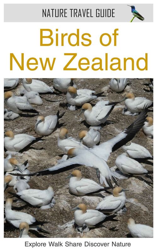 Birds of New Zealand (Nature Travel Guide)
