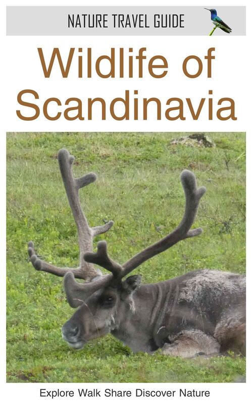 Wildlife of Scandinavia (Nature Travel Guide)