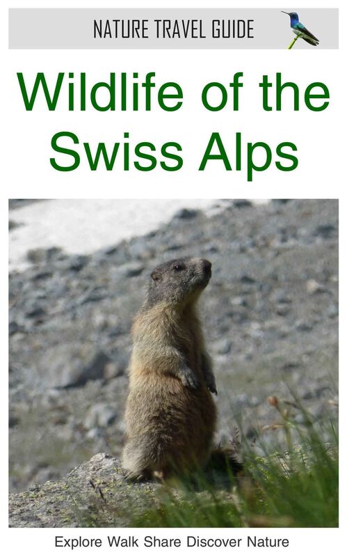 Wildlife of the Swiss Alps (Nature Travel Guide)