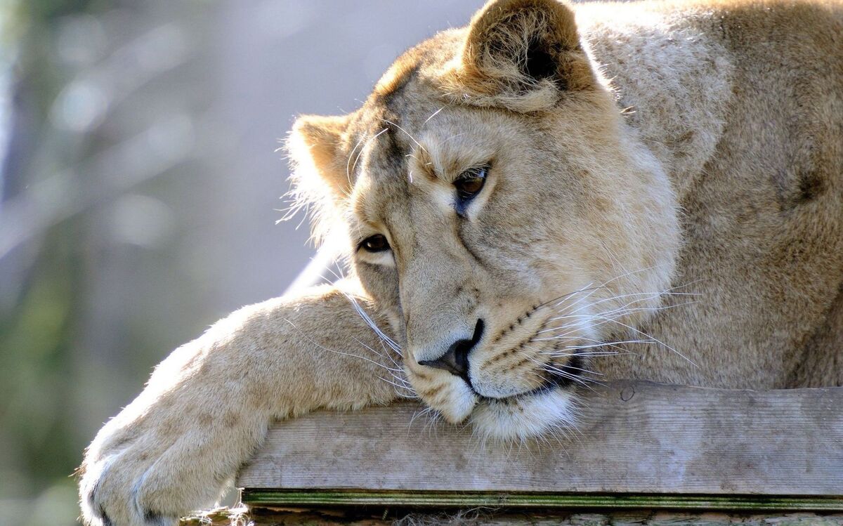 Blurred Lions