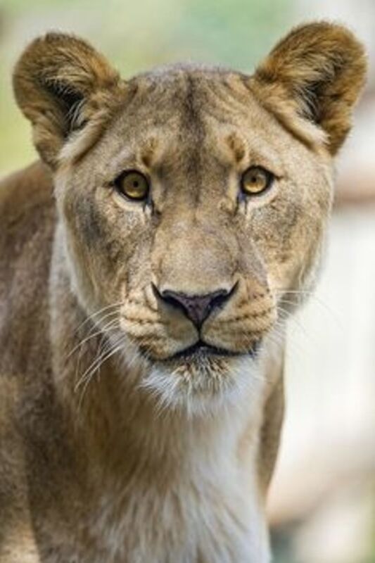 Blurred Lions 2