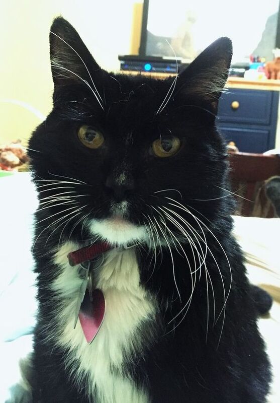 Cats Don't Die