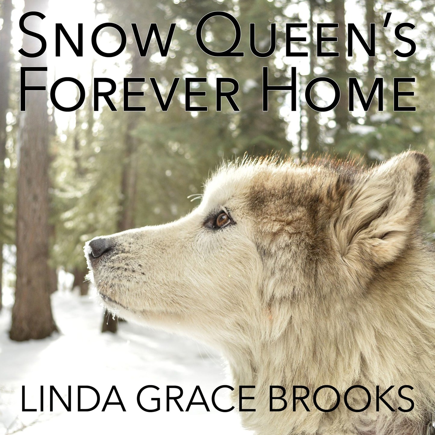 Snow Queen's Forever Home