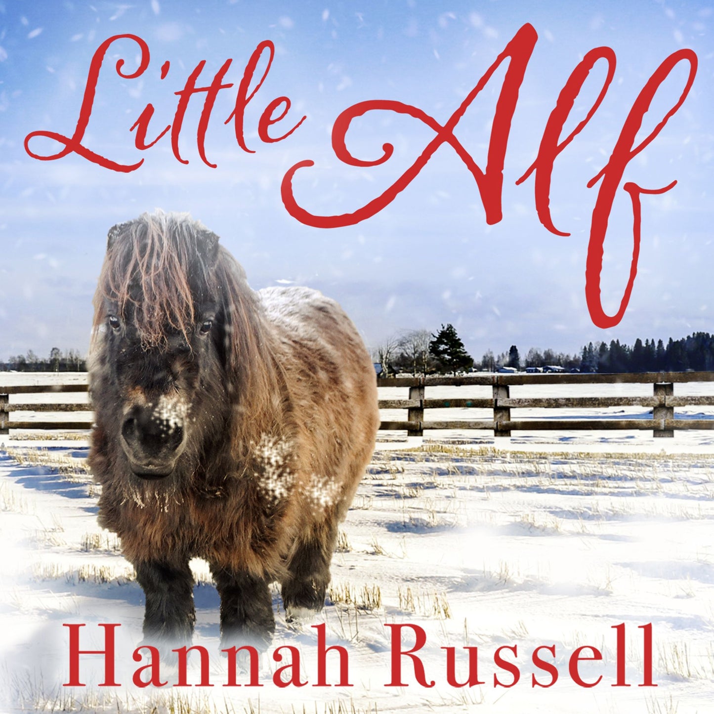 Little Alf: The true story of a pint-sized pony who found his forever home