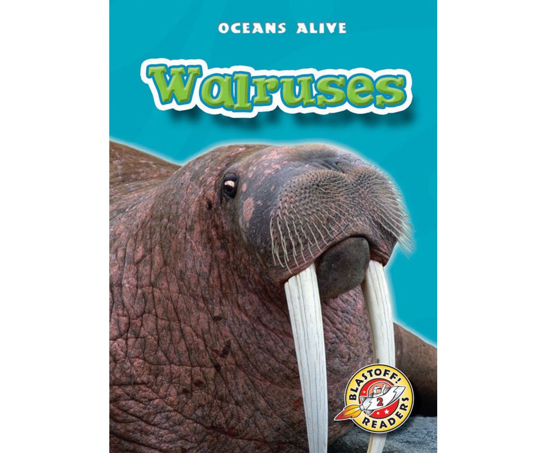 Walruses
