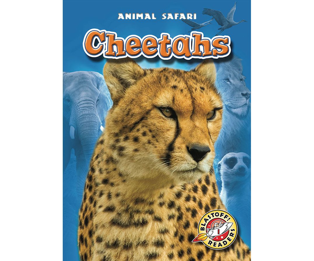 Cheetahs