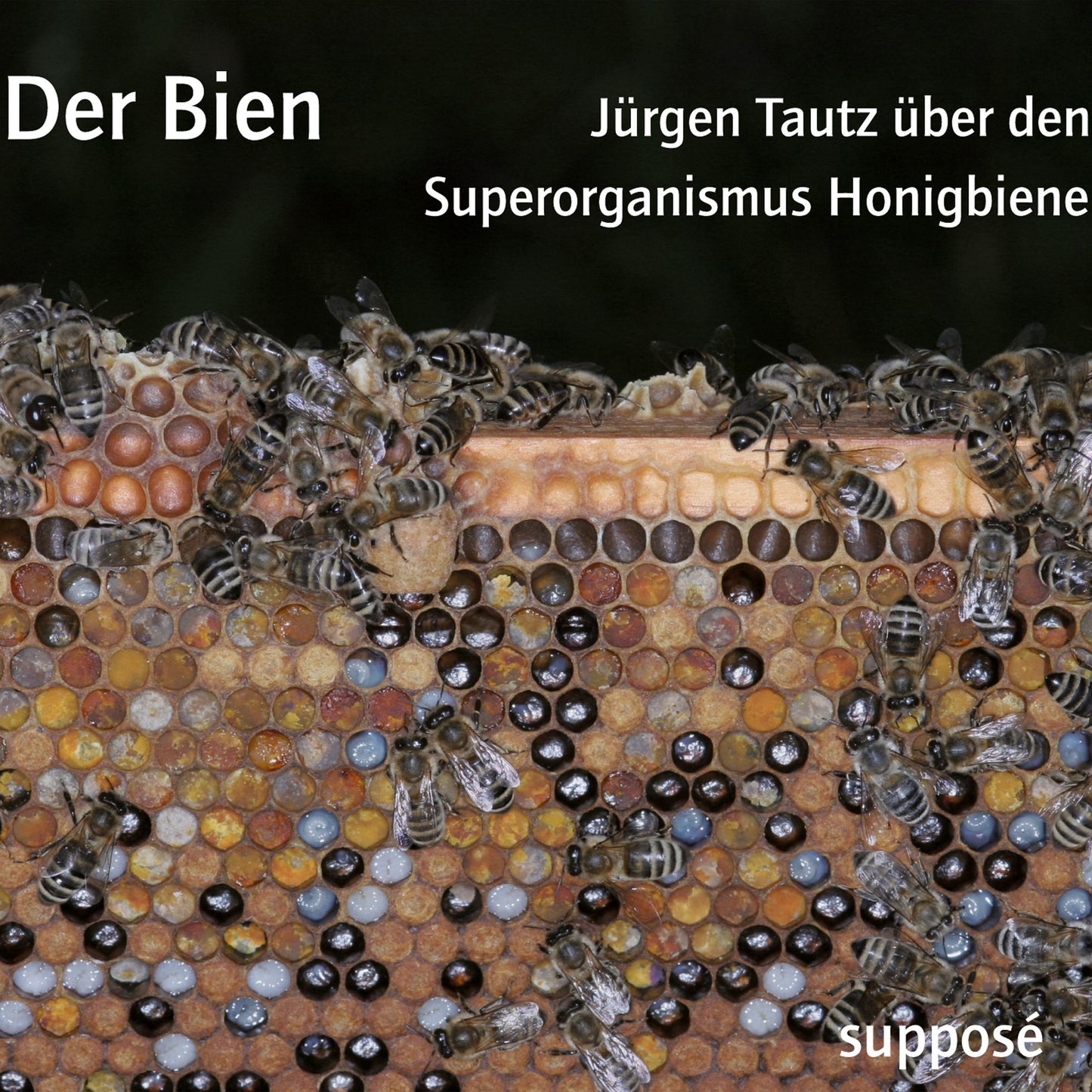 Der Bien: Jürgen Tautz über den Superorganismus Honigbiene (Abridged)