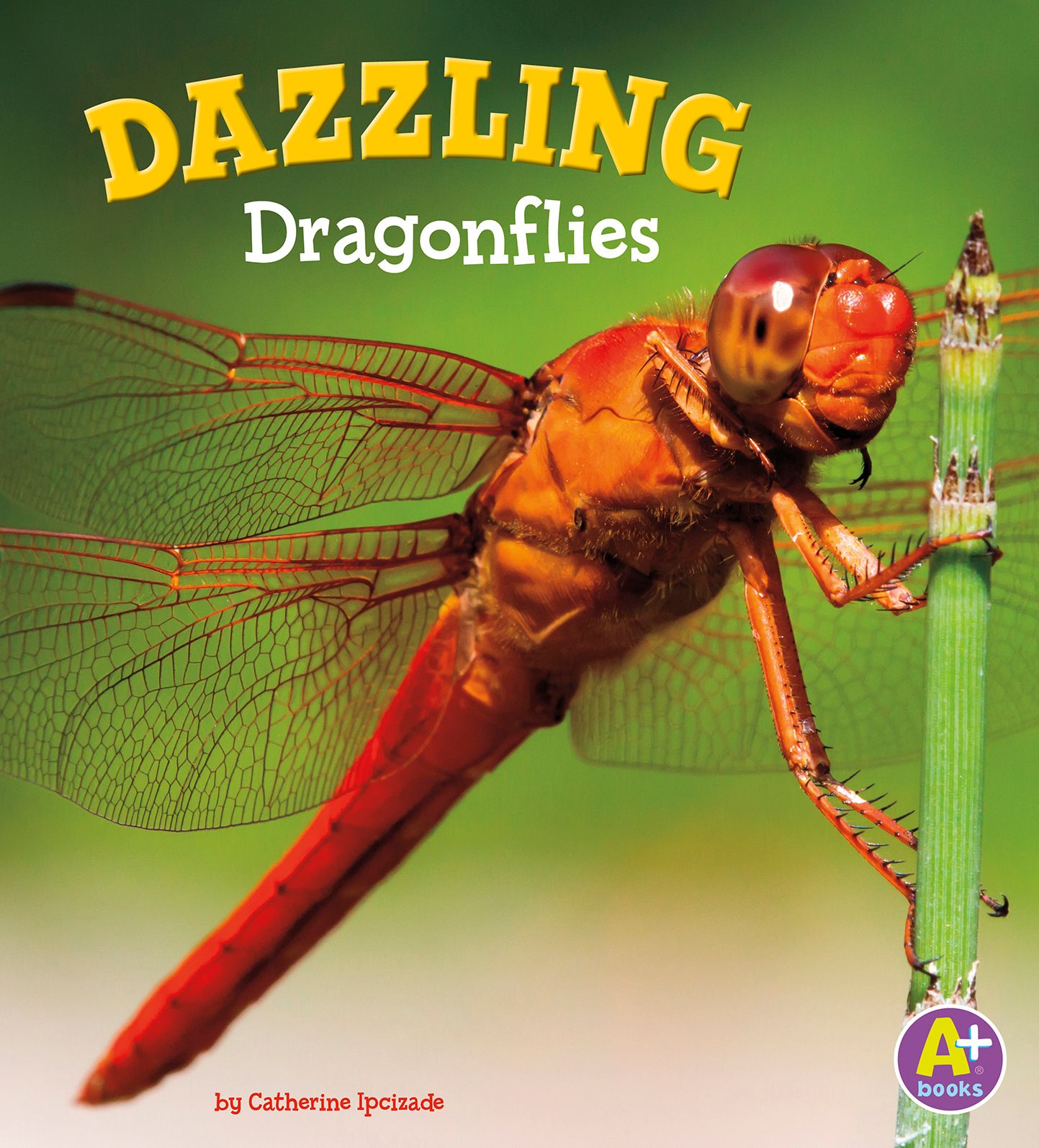 Dazzling Dragonflies