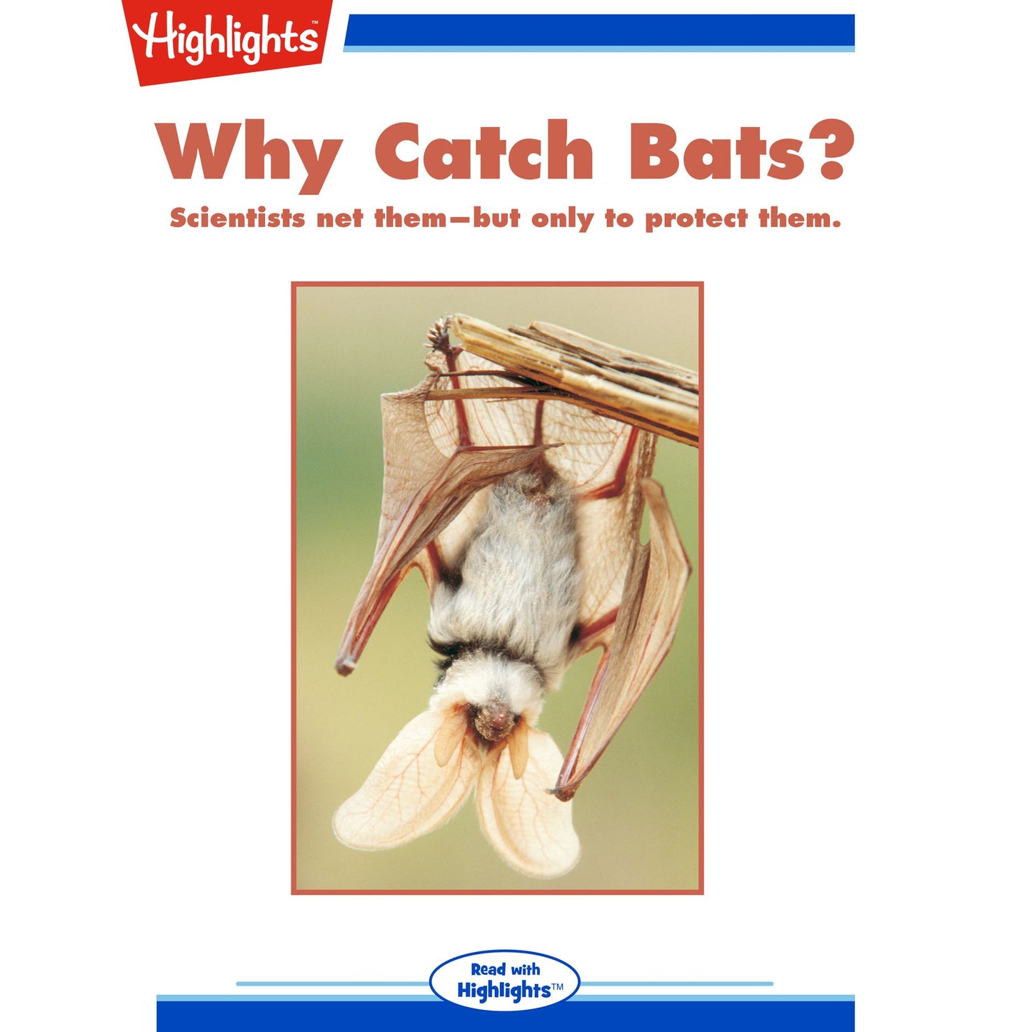 Why Catch Bats?