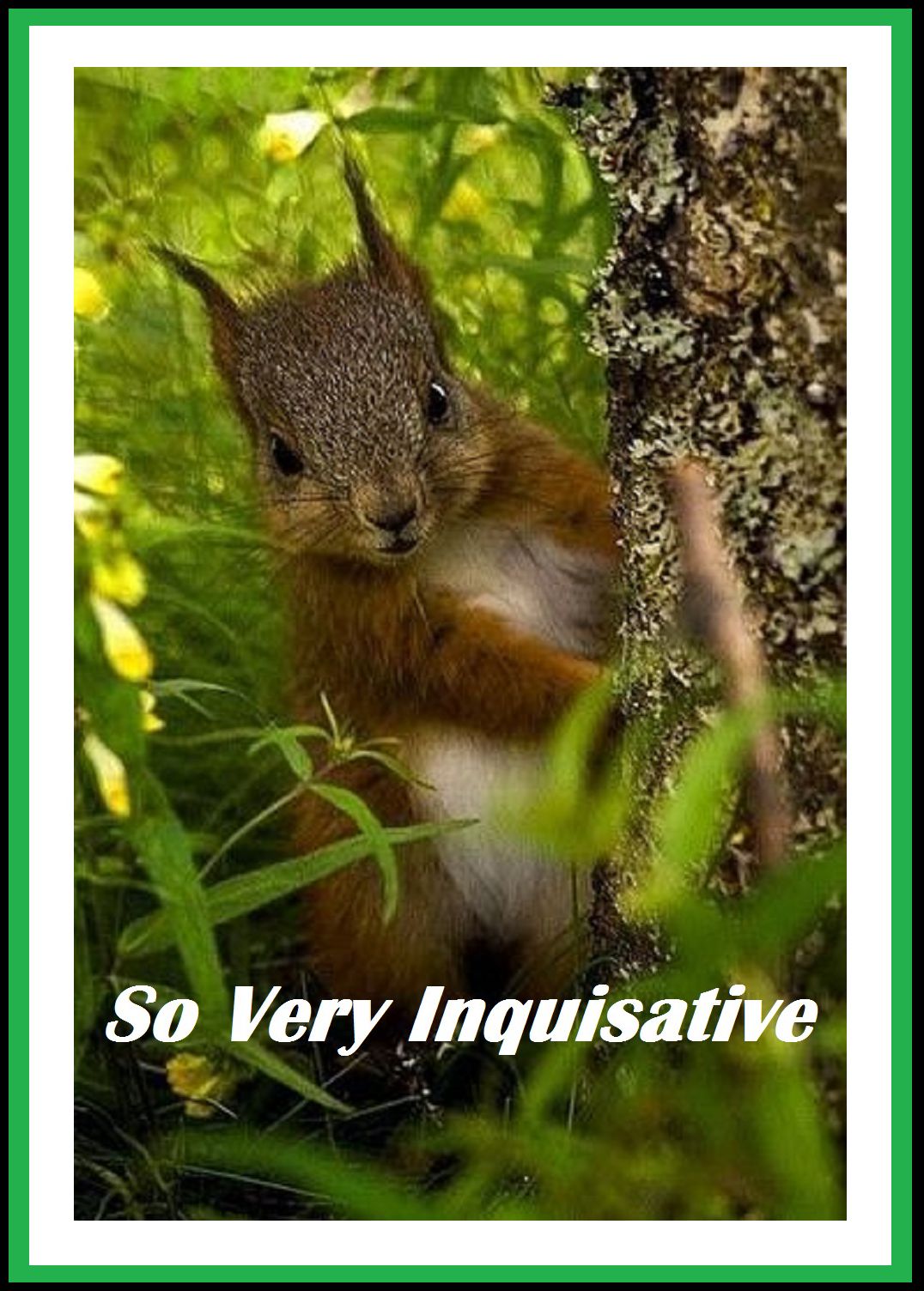 Detective: So Very Inquisative