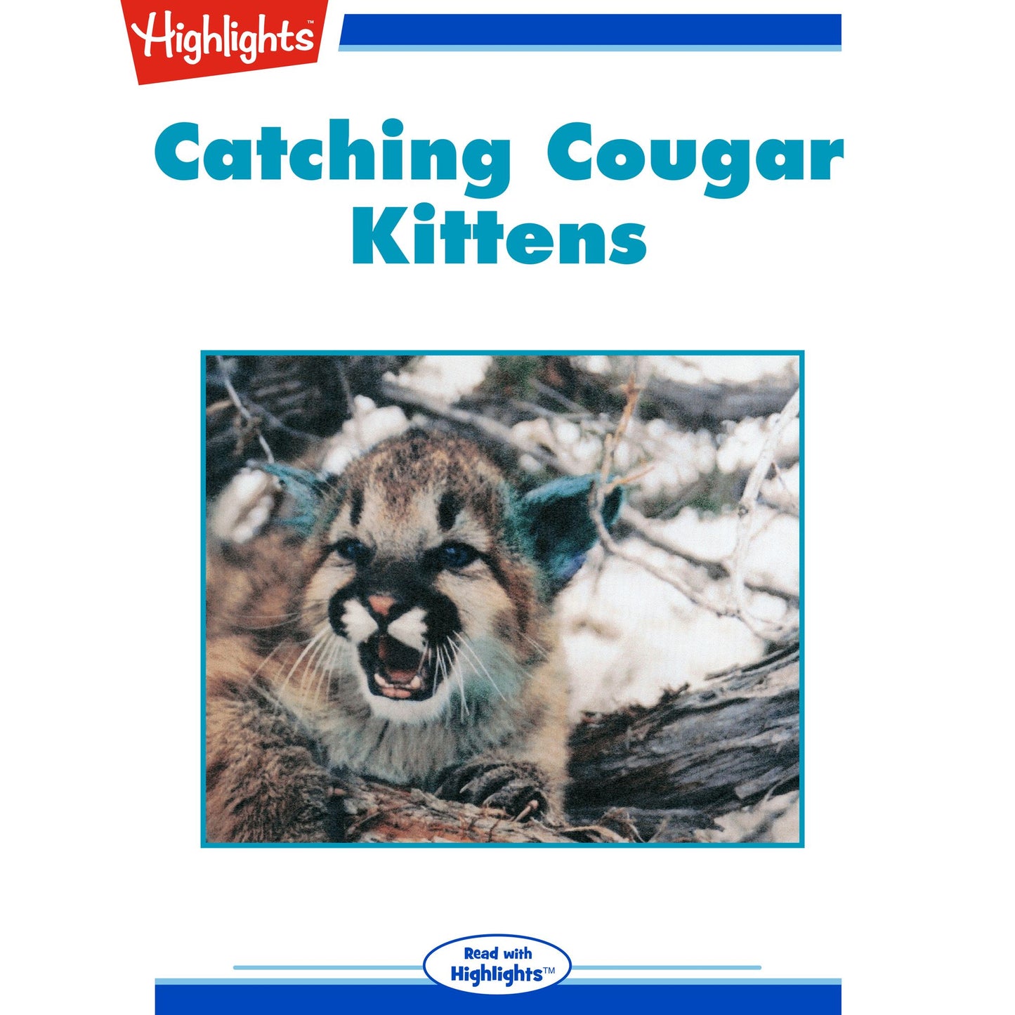 Catching Cougar Kittens