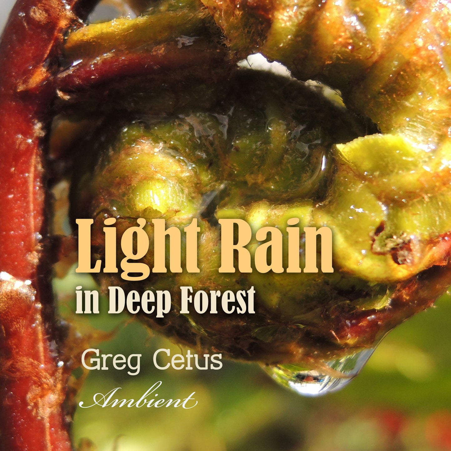 Light Rain in Deep Forest : Nature Sounds for Relaxation