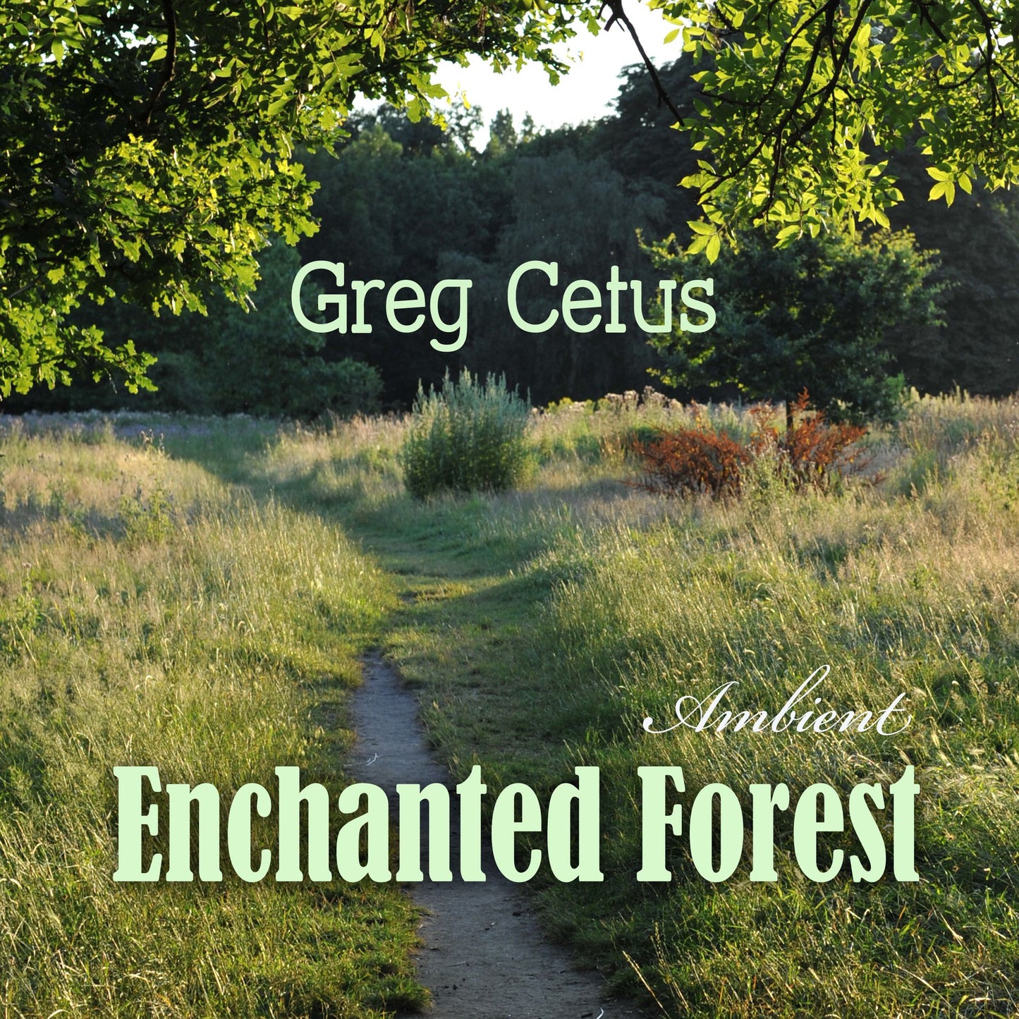 Enchanted Forest : Calming Visualisation for Good Sleep