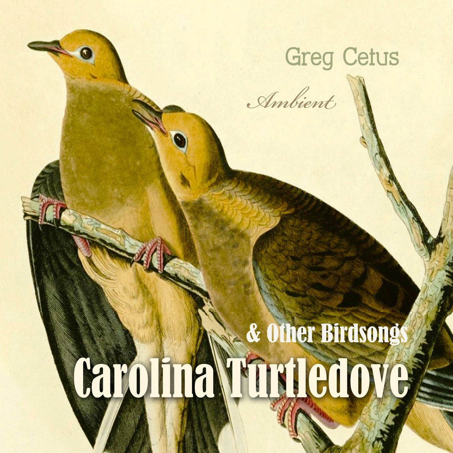 Carolina Turtledove and Other Birdsongs