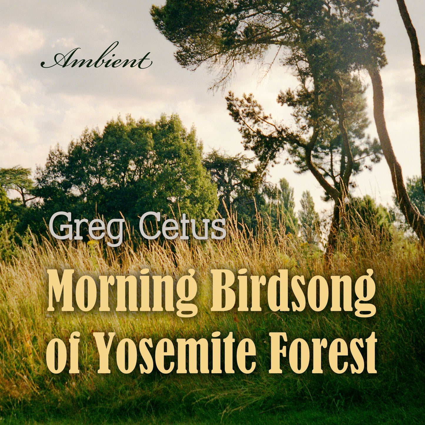 Morning Birdsong of Yosemite Forest : Ambient Soundscape