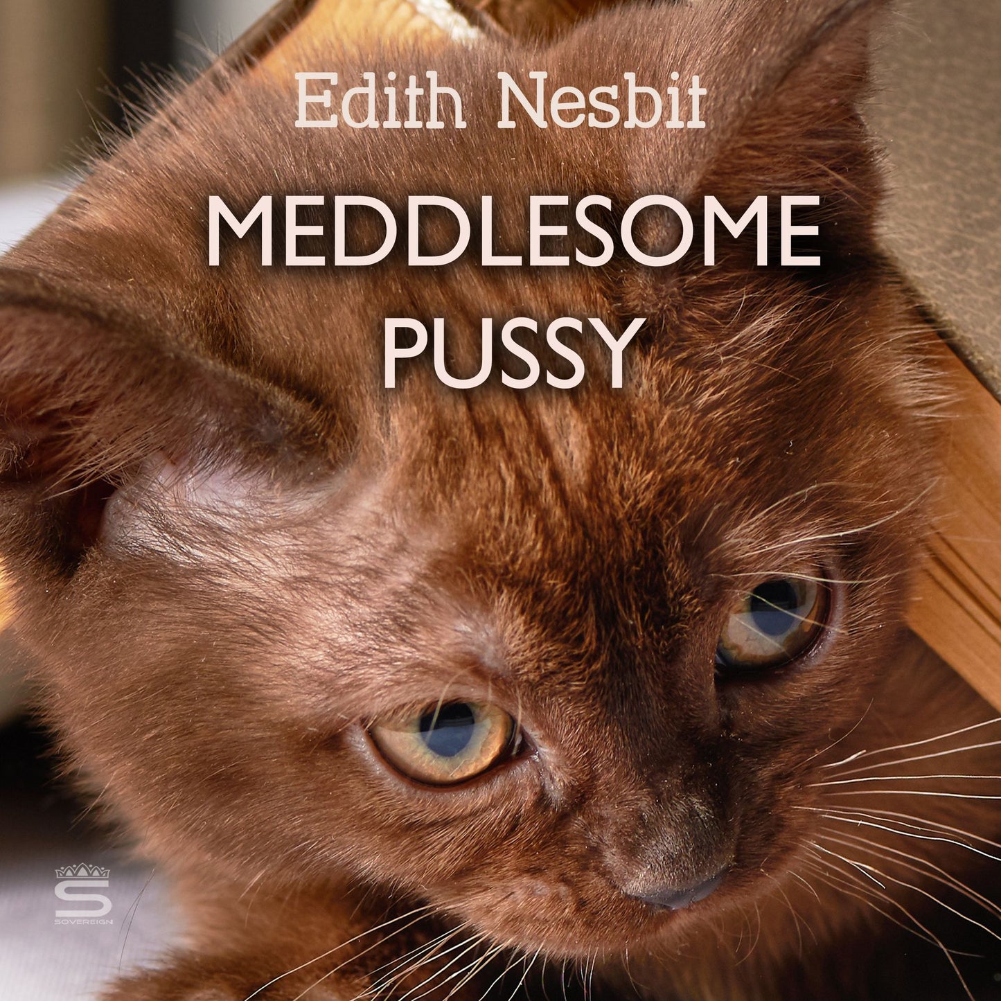 Meddlesome Pussy