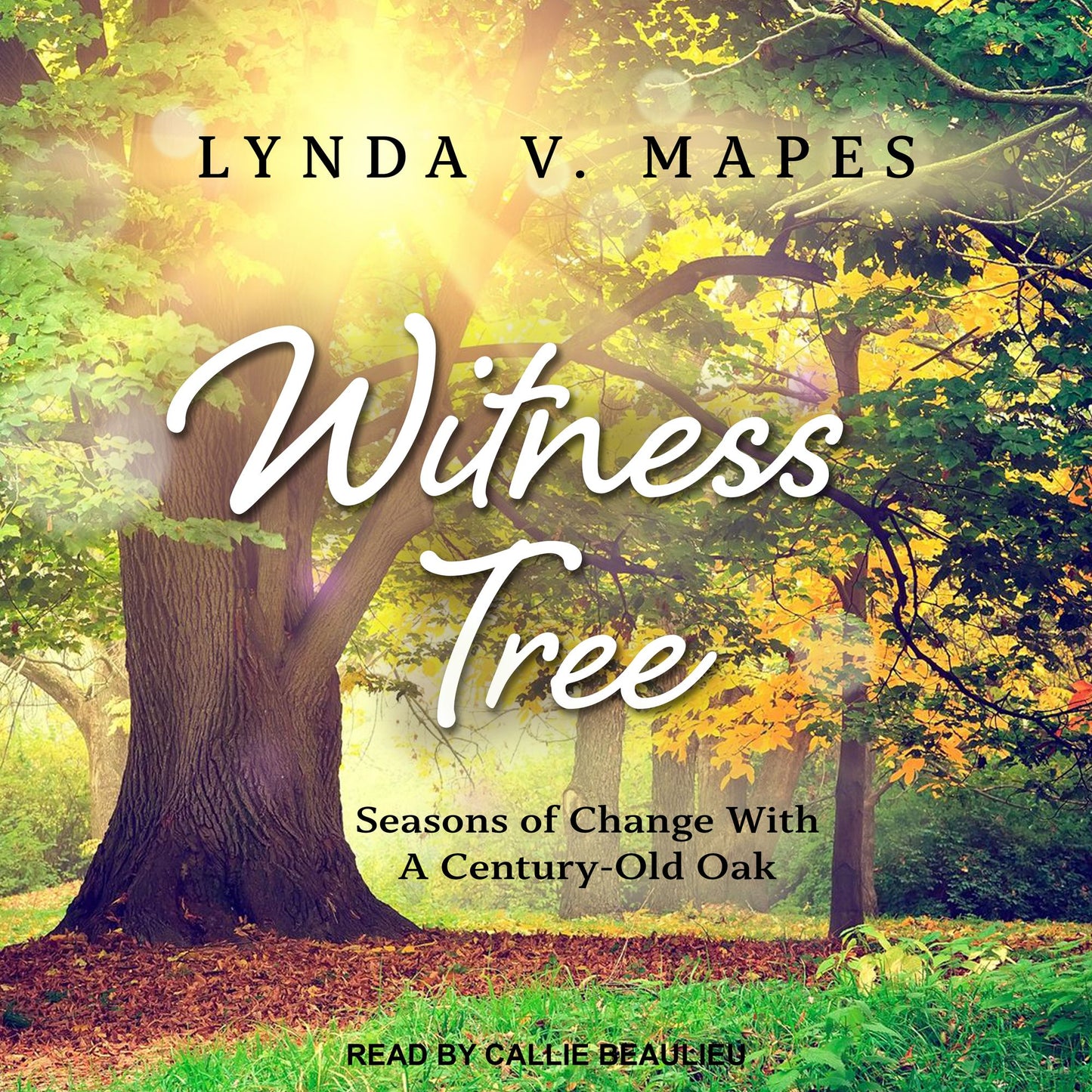 Witness Tree: Seasons of Change with a Century-Old Oak