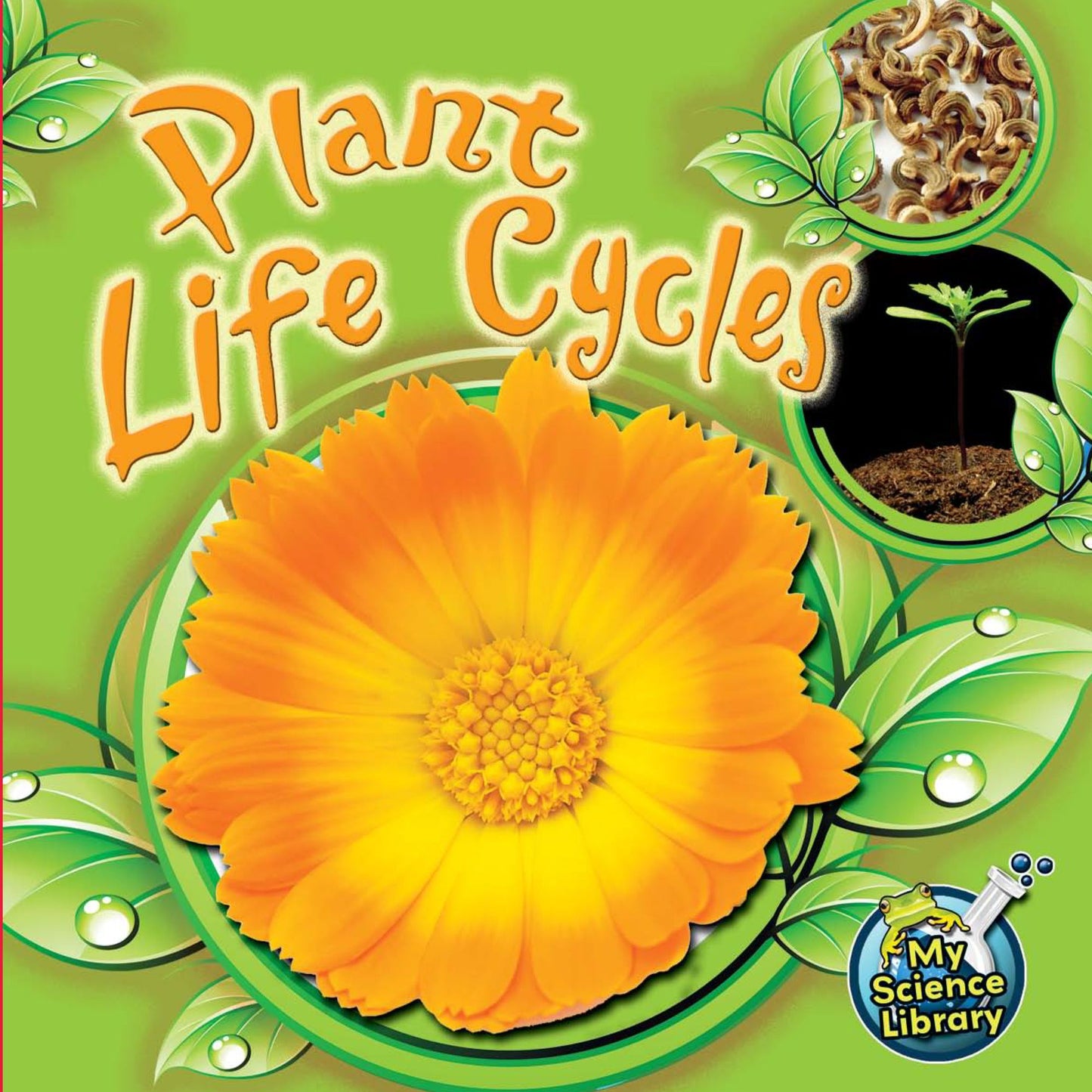 Plant Life Cycles