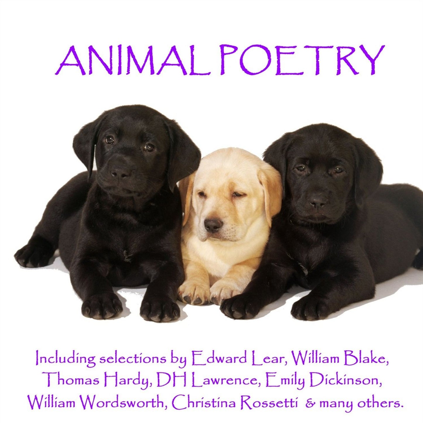 The Poetry Of Animals