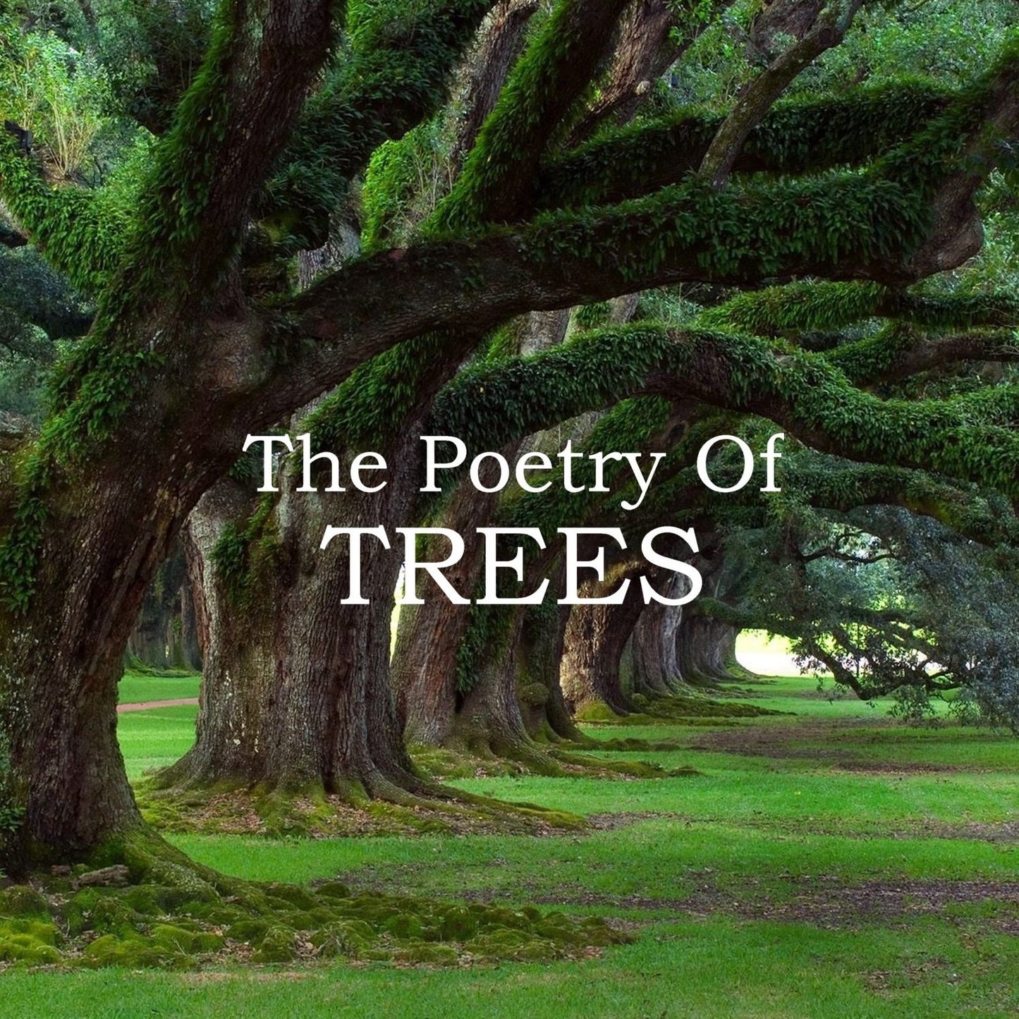 The Poetry Of Trees