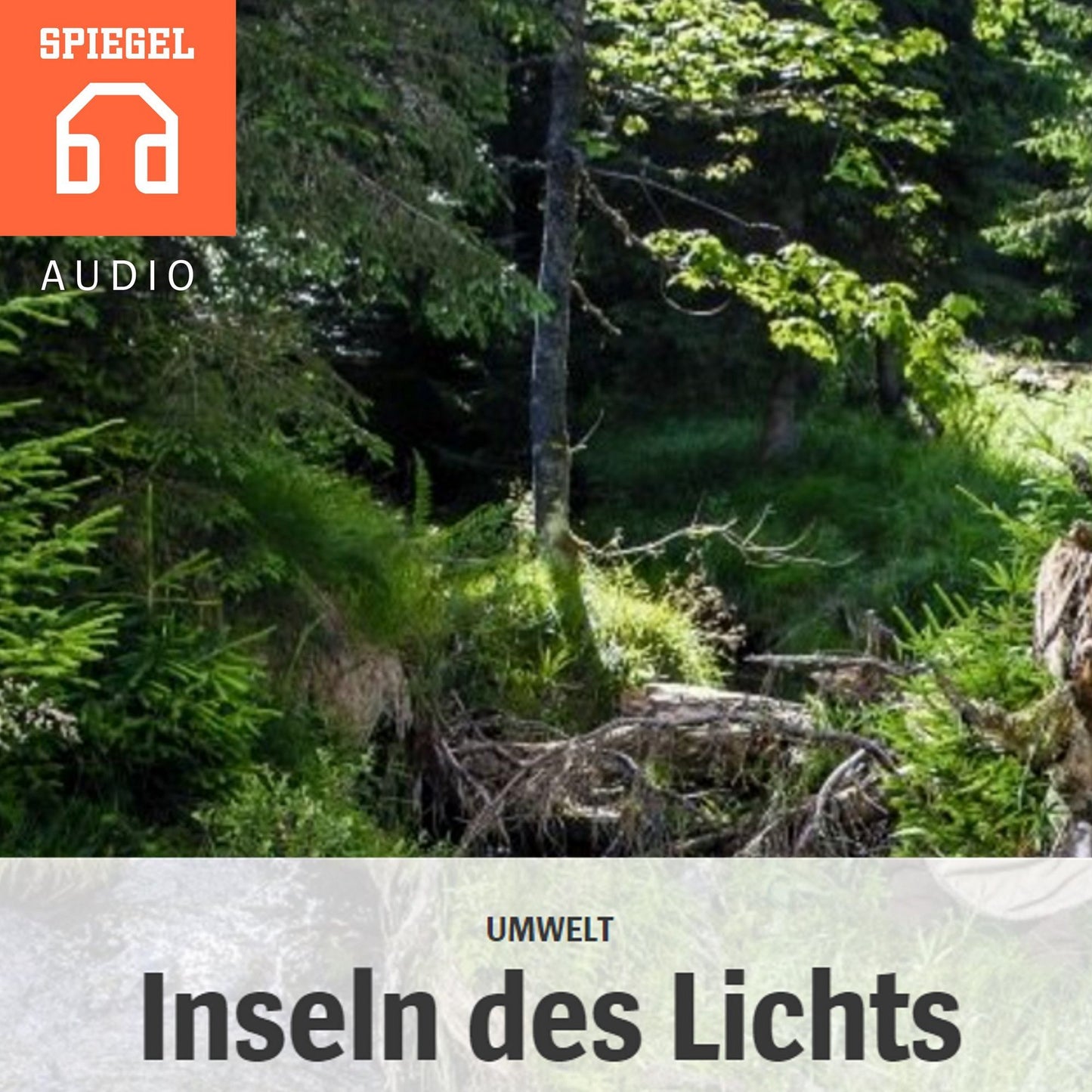 Umwelt: Inseln des Lichts : Großversuch im Nationalpark Bayerischer Wald