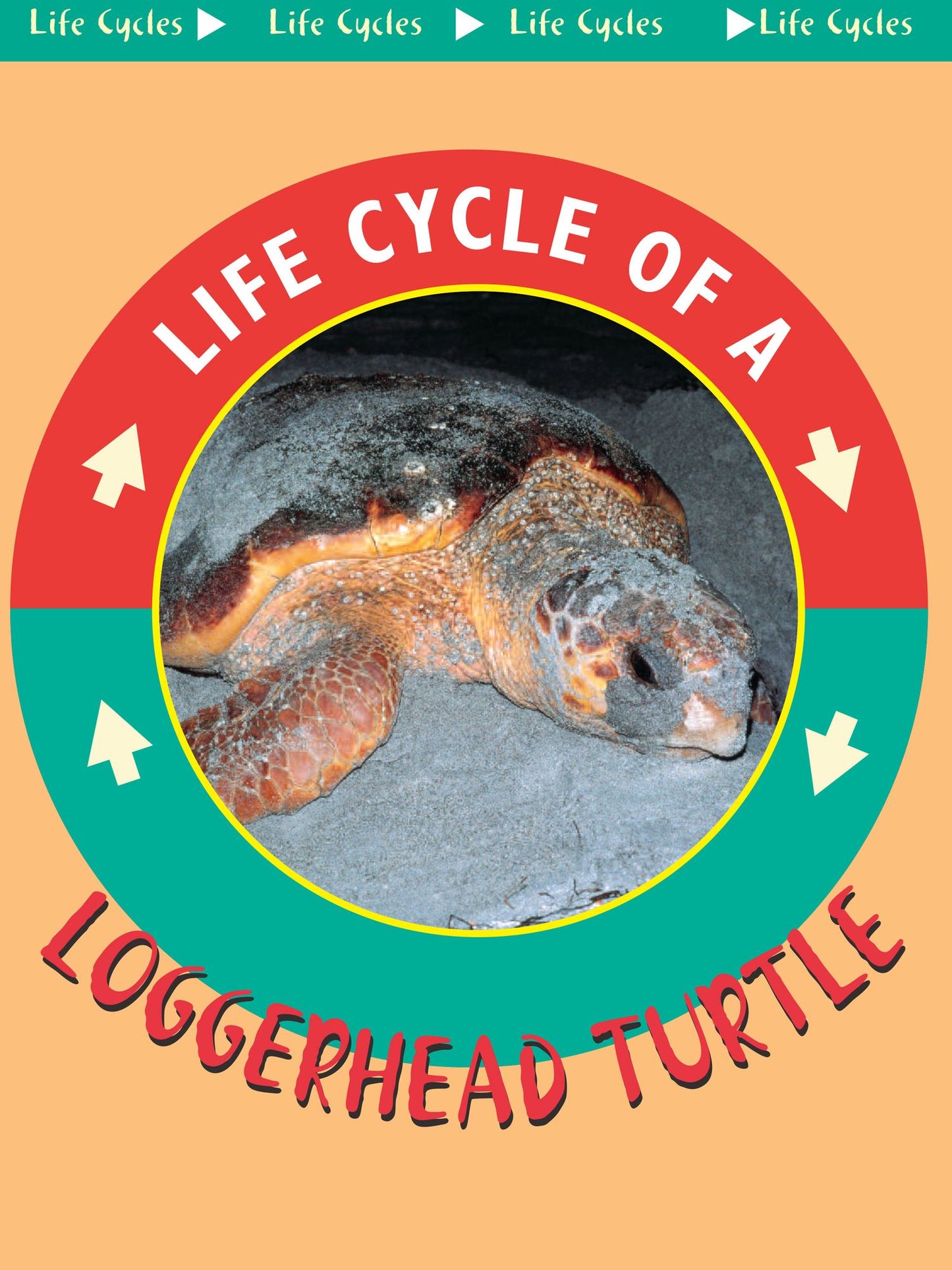 Loggerhead Turtles: Life Science - Life Cycles