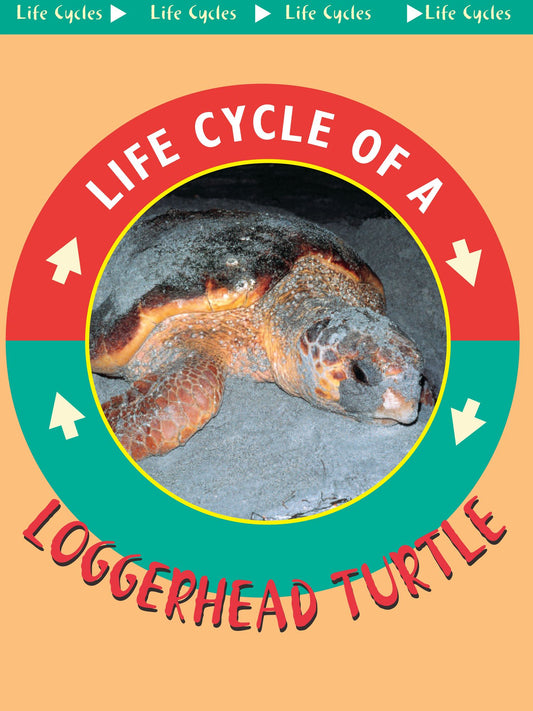 Loggerhead Turtles: Life Science - Life Cycles