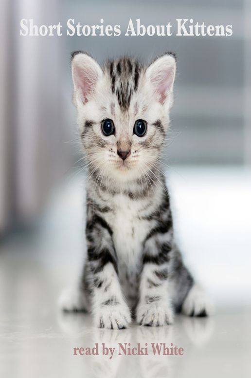 Short Stories About Kittens