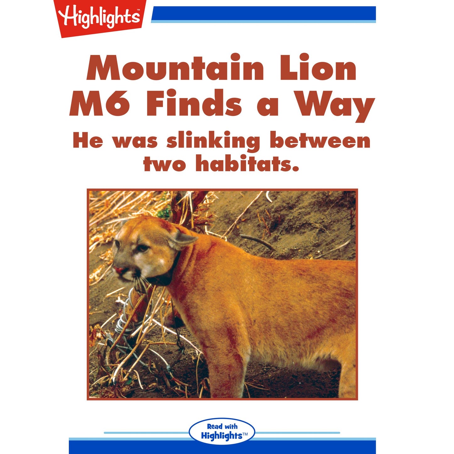 Mountain Lion M6 Finds a Way : He was slinking between two habits.