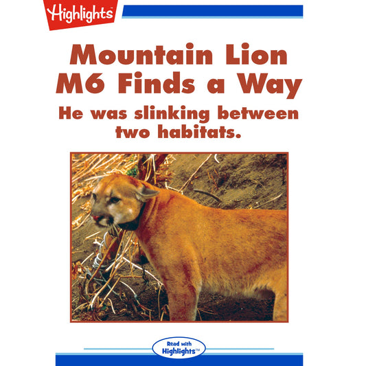 Mountain Lion M6 Finds a Way : He was slinking between two habits.