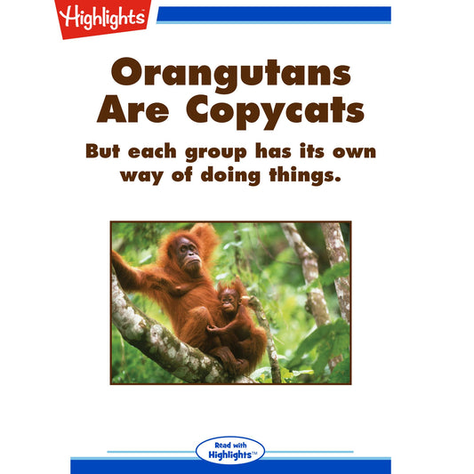 Orangutans Are Copycats : But each groups has its own way of doing things.