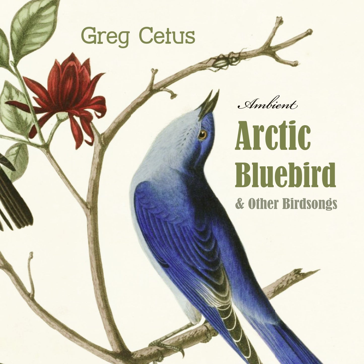 Arctic Bluebird and Other Birdsongs : Ambient Soundscape for Meditation