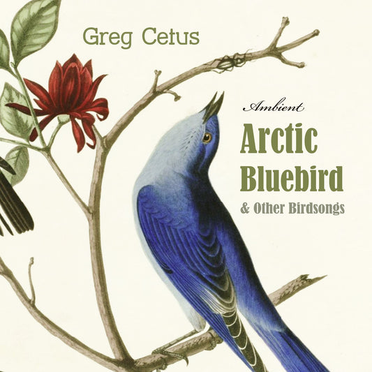 Arctic Bluebird and Other Birdsongs : Ambient Soundscape for Meditation