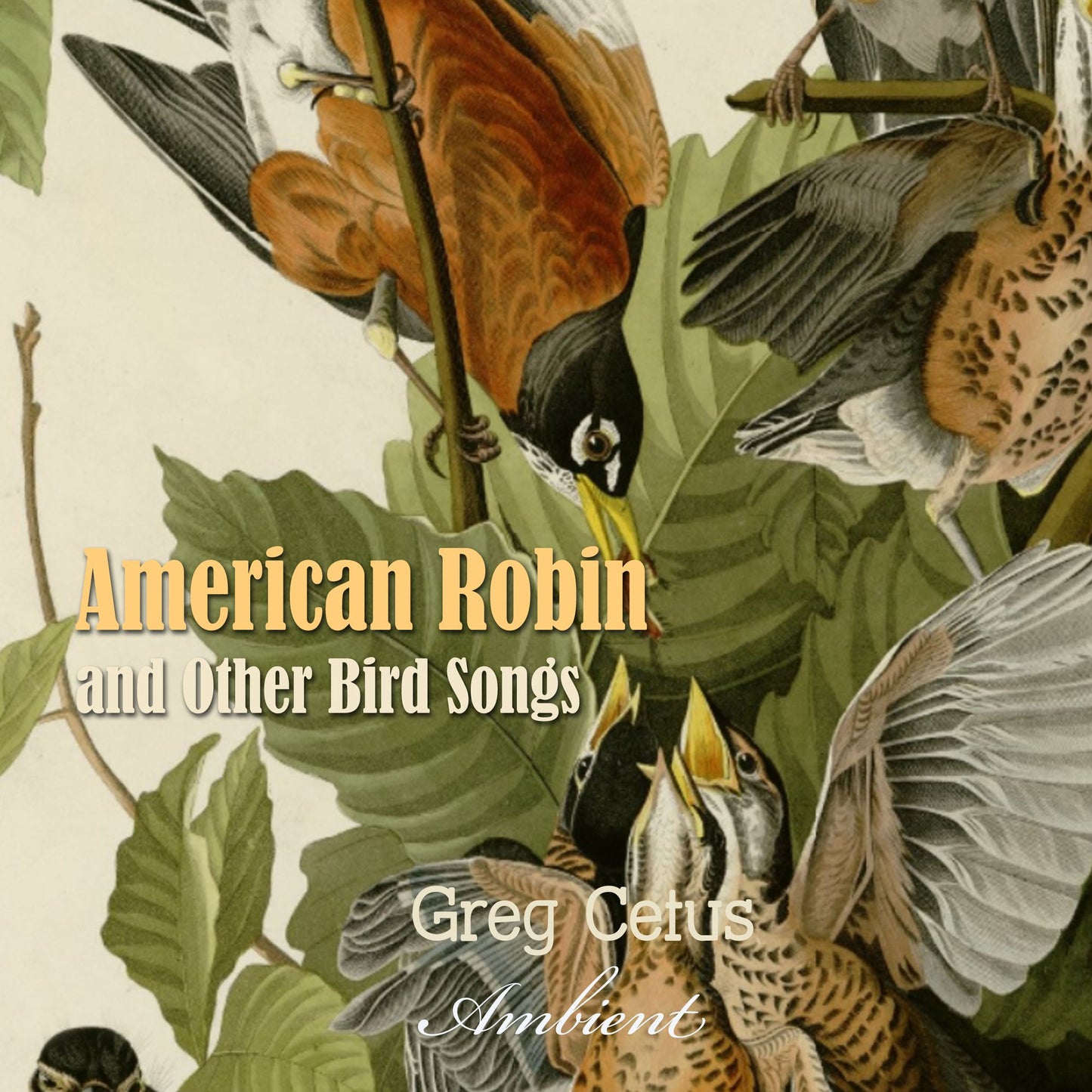 American Robin and Other Bird Songs : Nature Sounds for Mindfulness