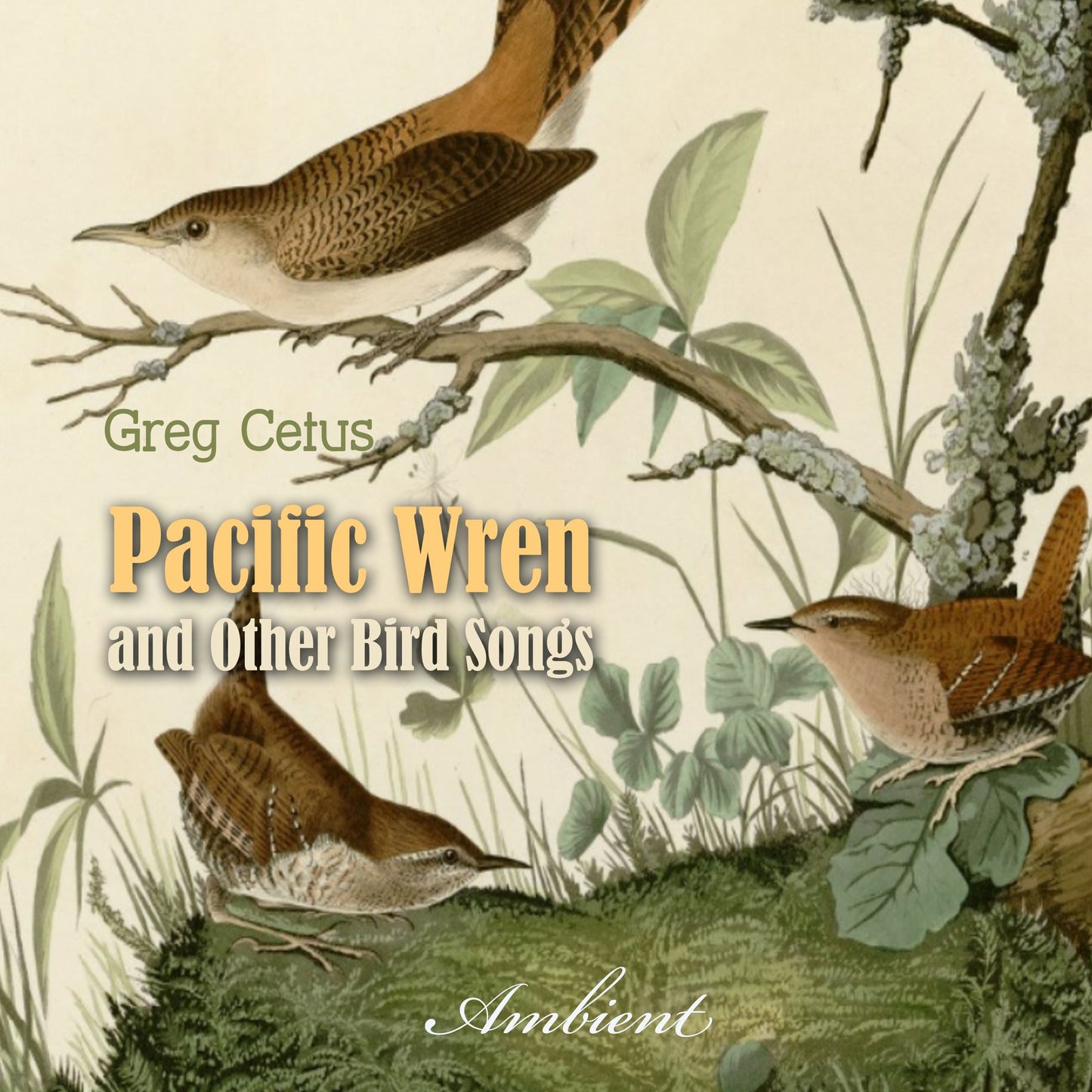 Pacific Wren and Other Bird Songs : Nature Sounds for Good Mood