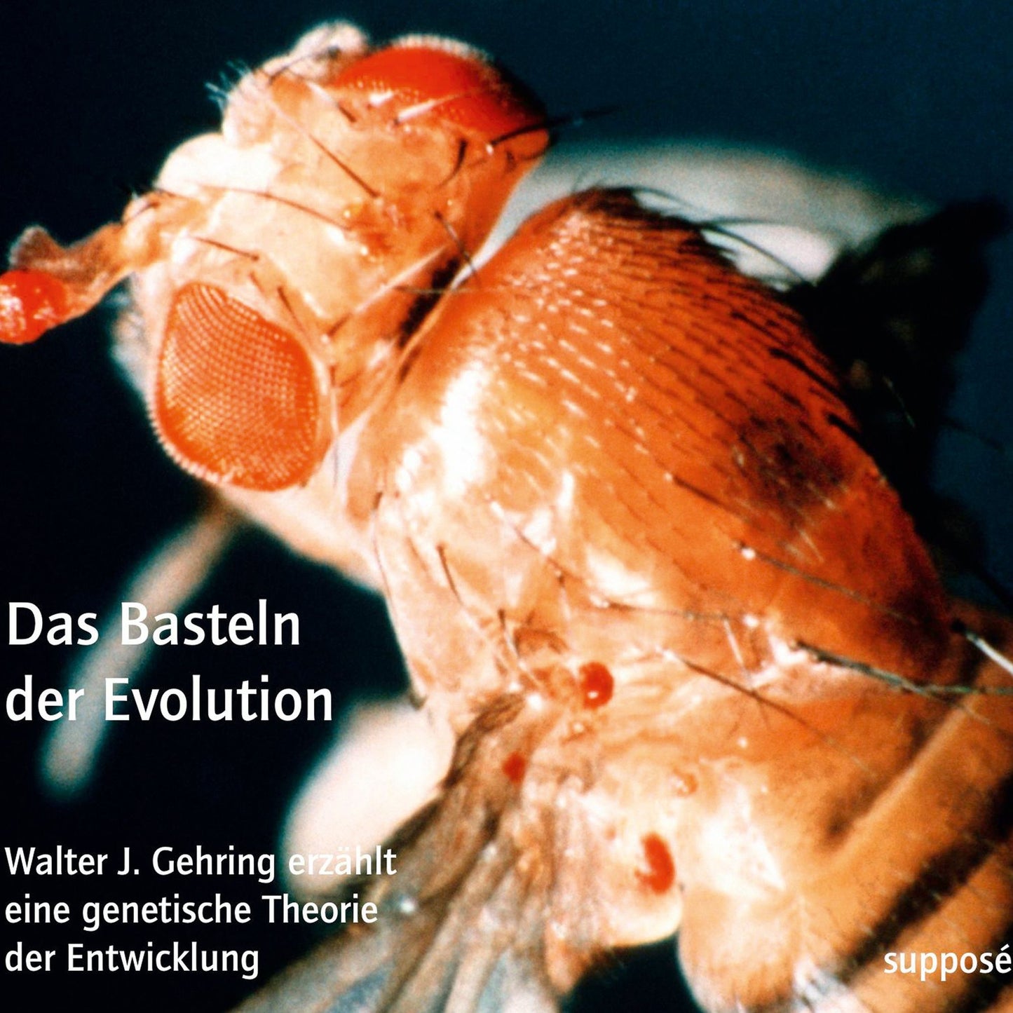Das Basteln der Evolution: Walter J. Gehring erzählt eine genetische Theorie der Entwicklung (Abridged)