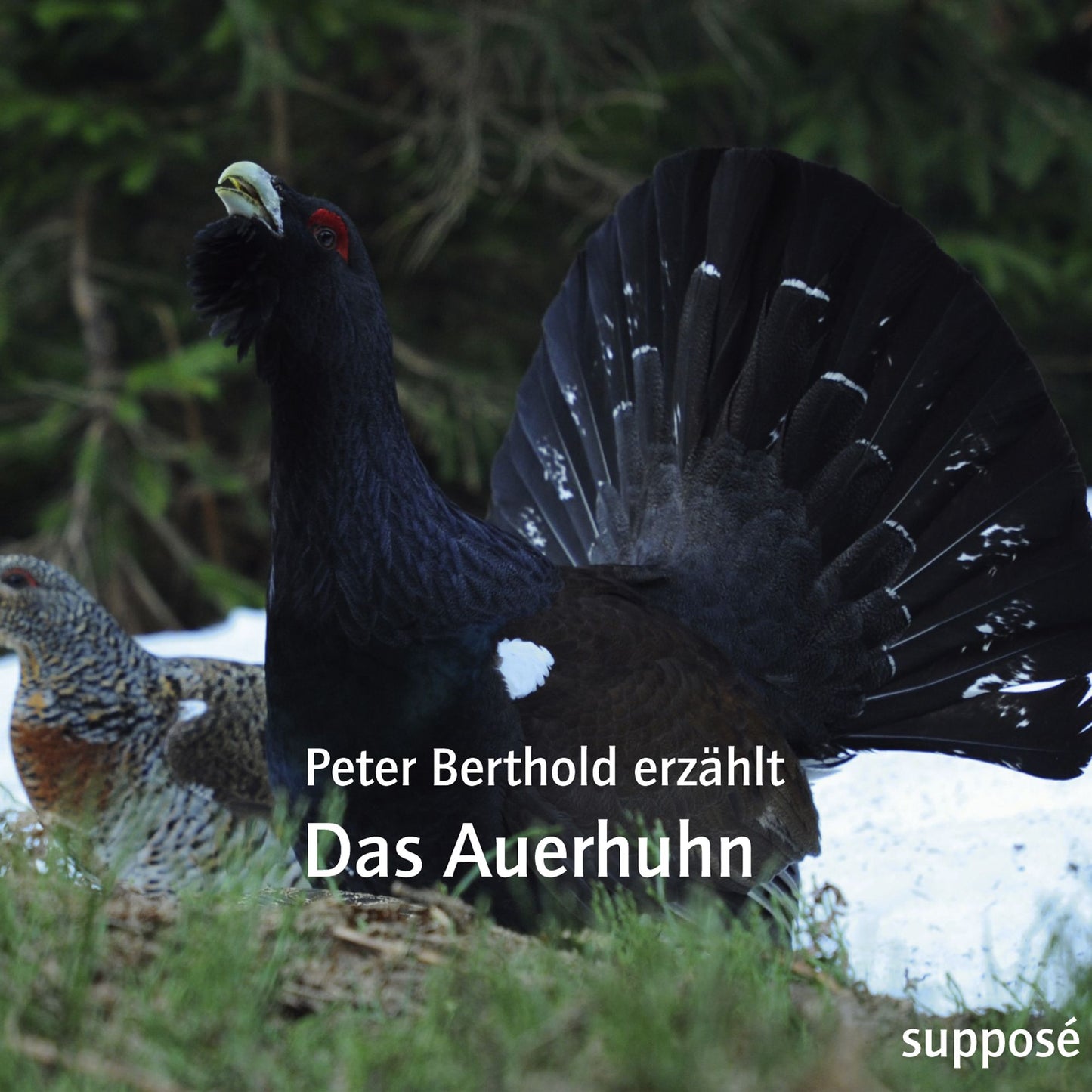 Das Auerhuhn: Peter Berthold erzählt (Abridged)