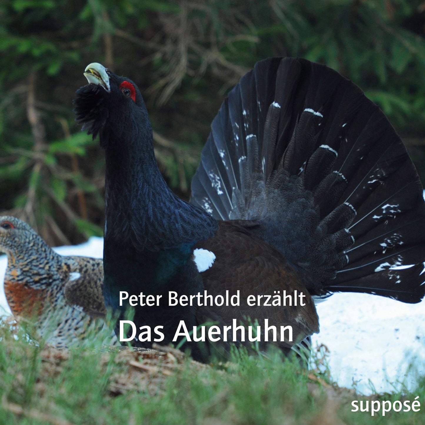 Das Auerhuhn: Peter Berthold erzählt (Abridged)