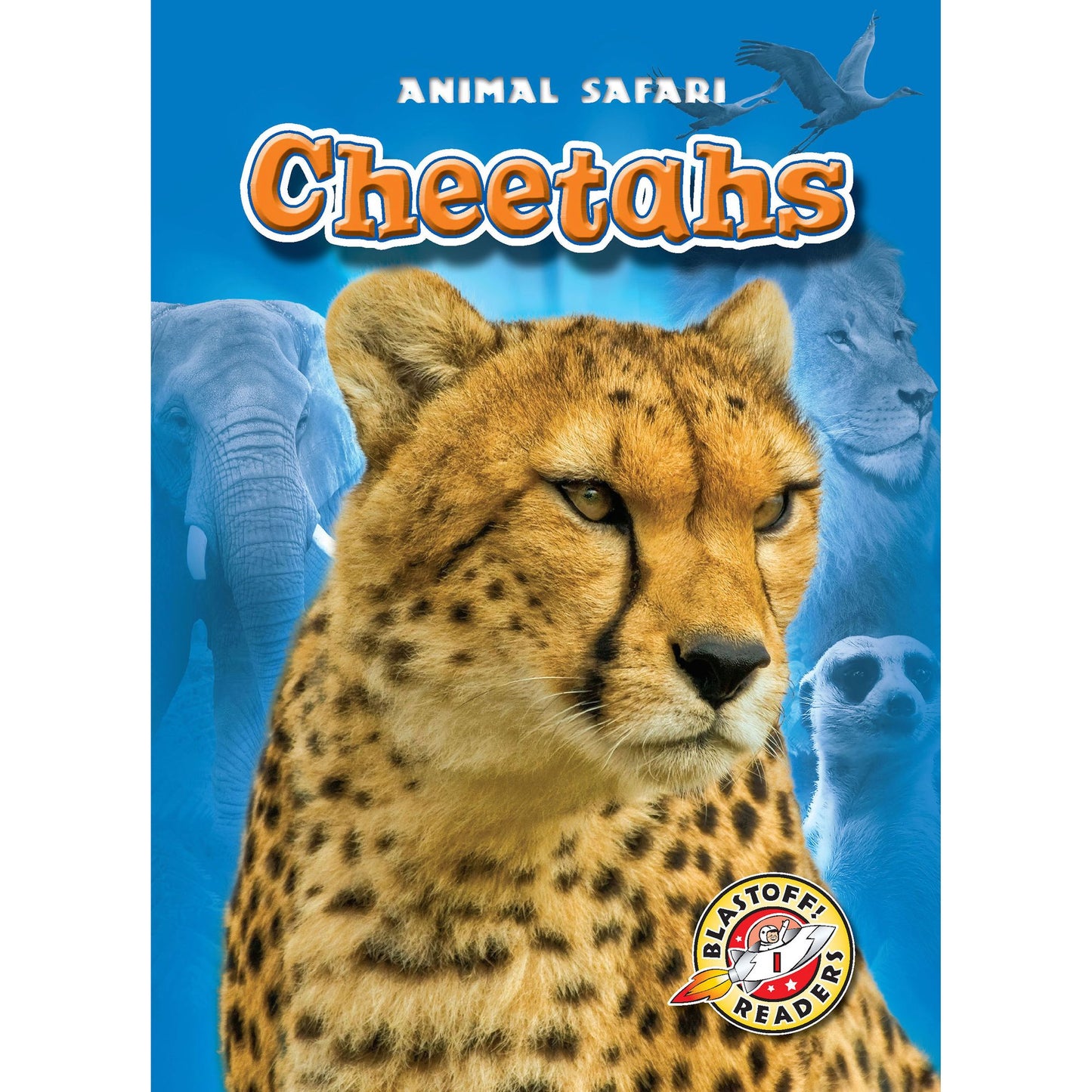 Cheetahs