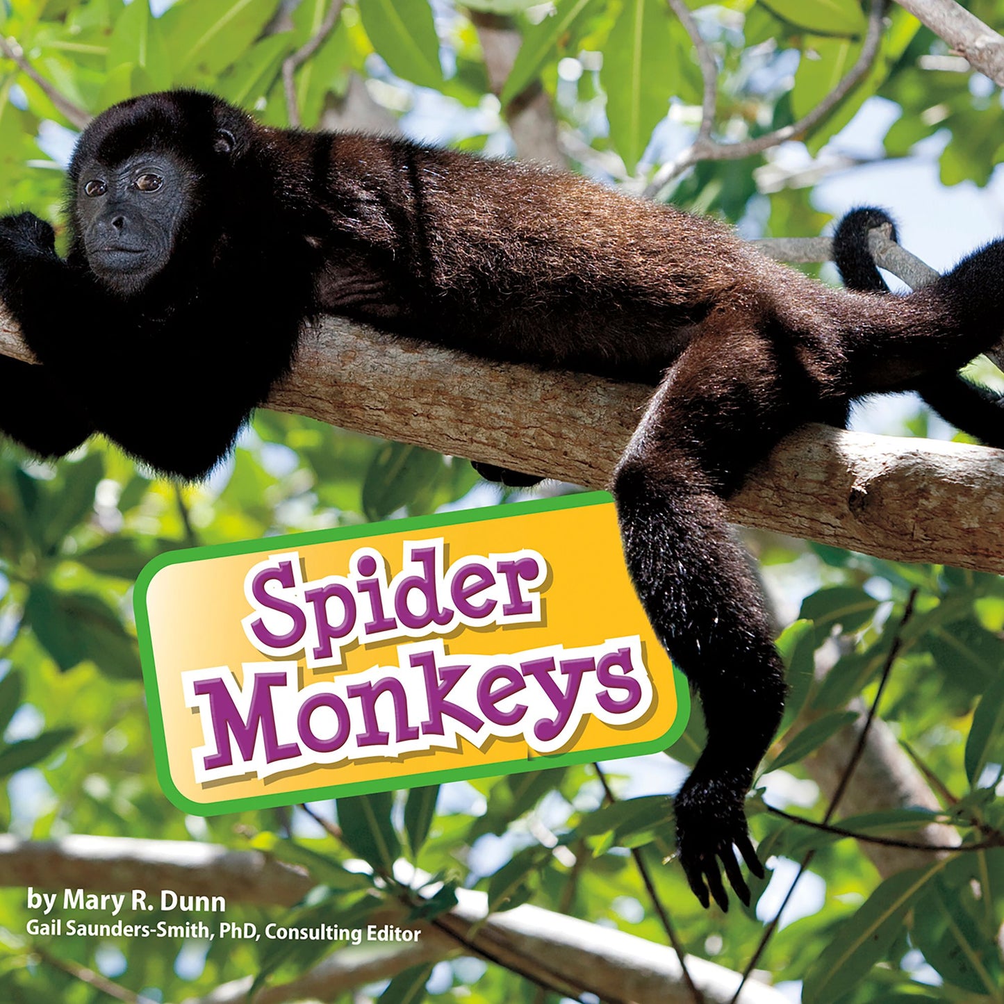 Spider Monkeys