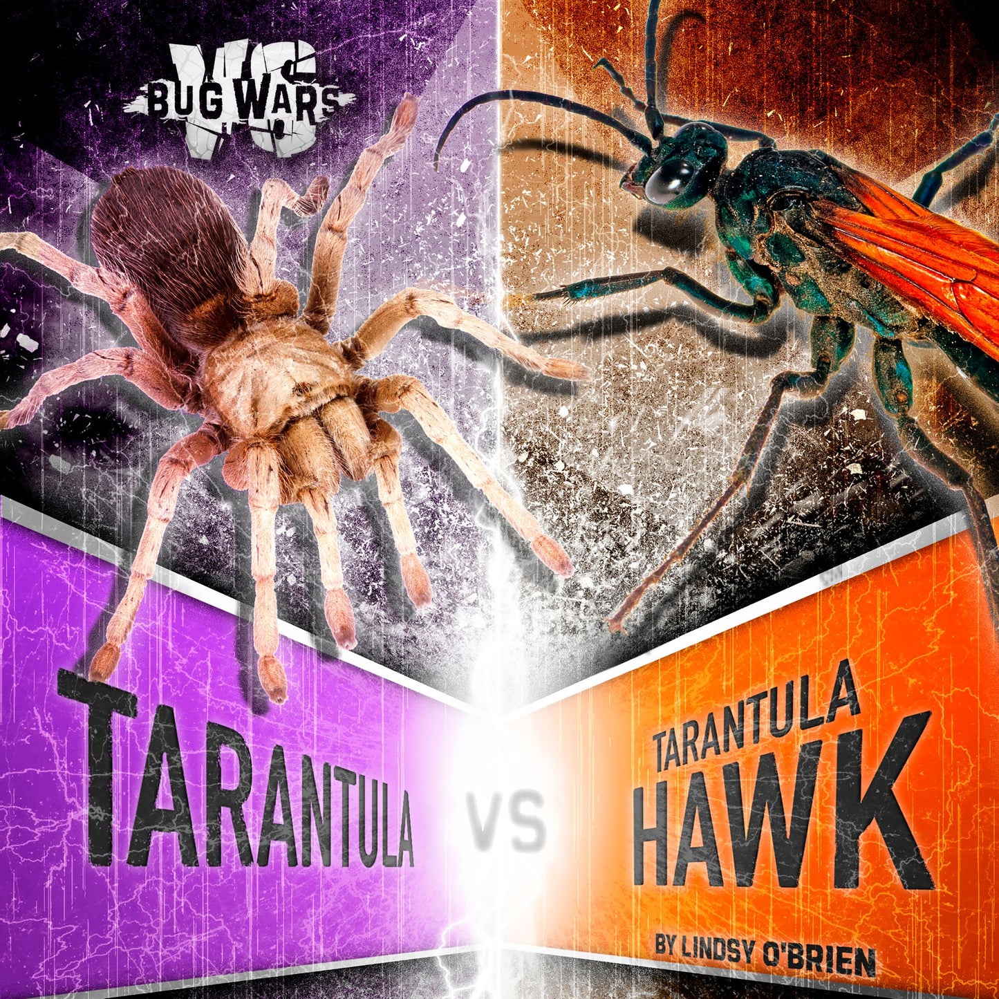 Tarantula vs. Tarantula Hawk : Clash of the Giants