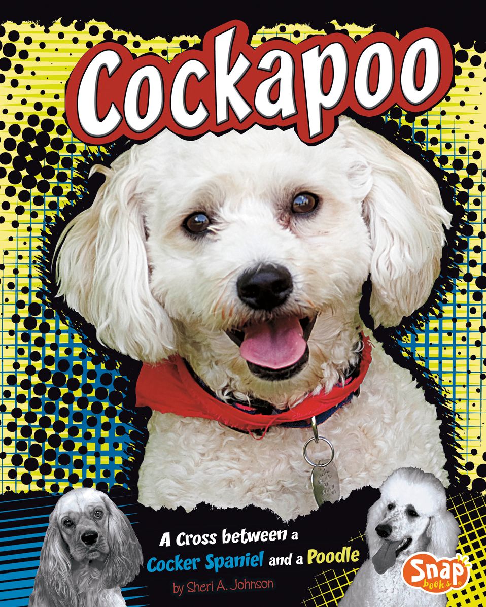 Cockapoo : A Cross Between a Cocker Spaniel and a Poodle