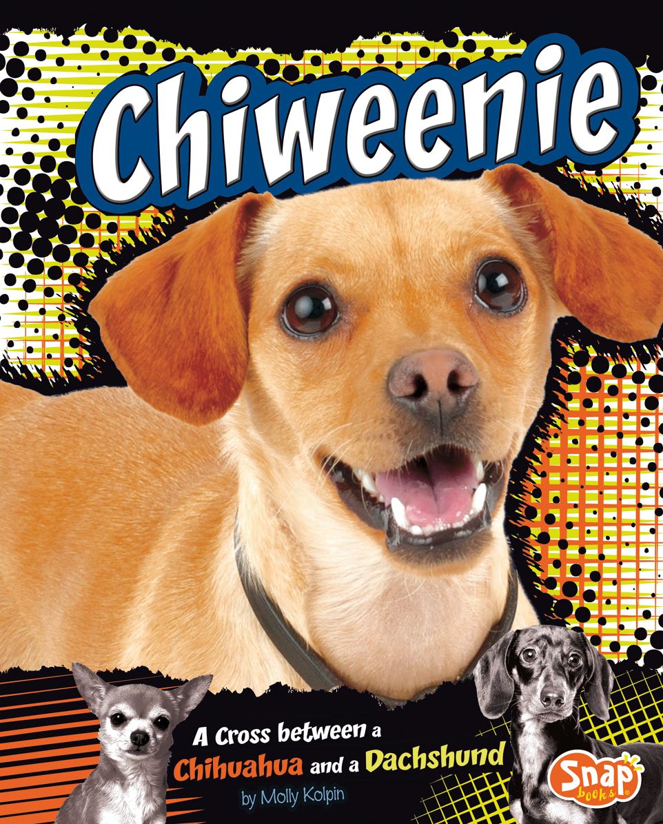 Chiweenie : A Cross Between a Chihuahua and a Dachshund