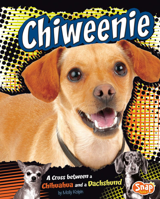 Chiweenie : A Cross Between a Chihuahua and a Dachshund