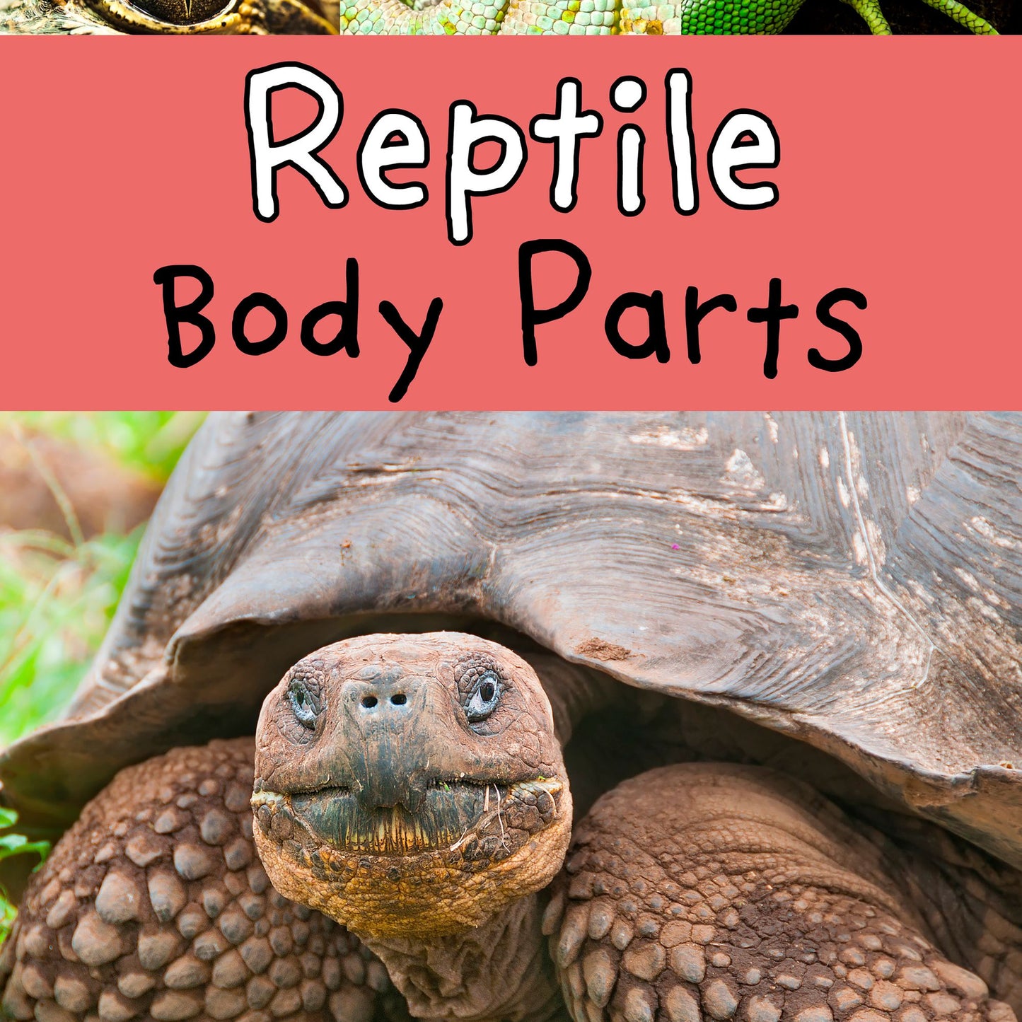 Reptile Body Parts