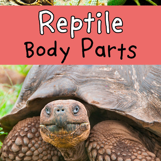 Reptile Body Parts